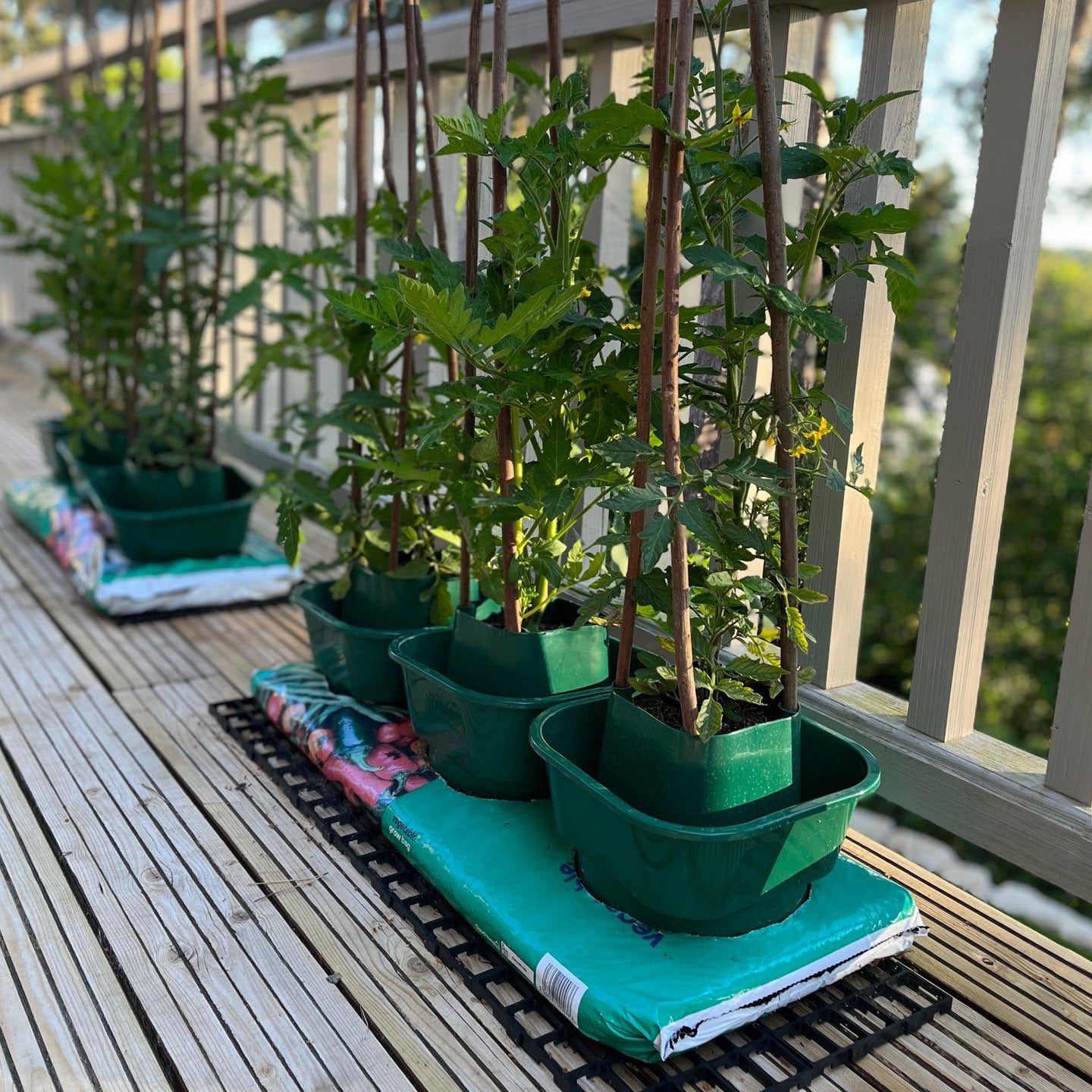 Tomato & Vegetable Growbag Pots - Pack of 6