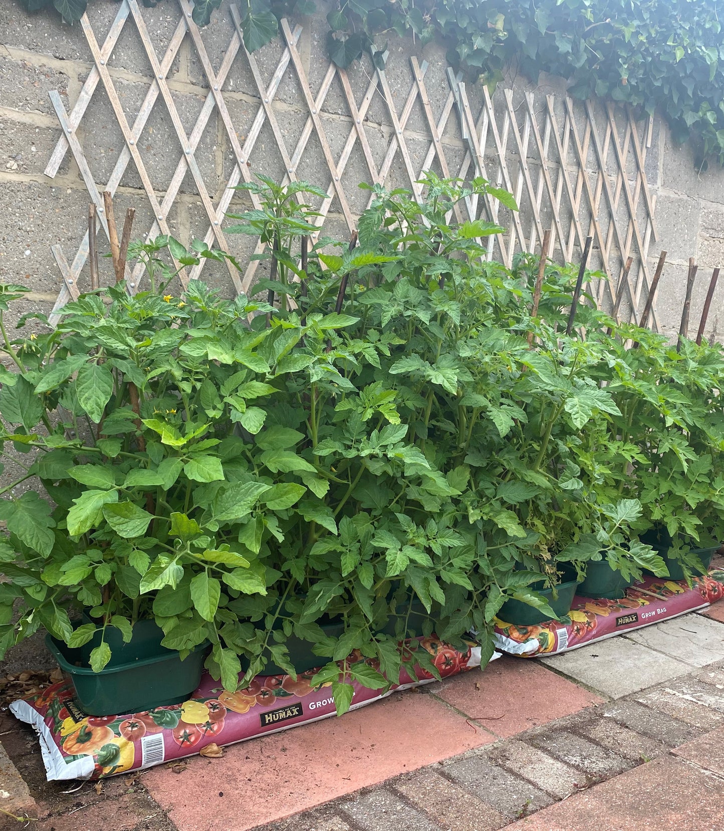 Tomato & Vegetable Growbag Pots - Pack of 6