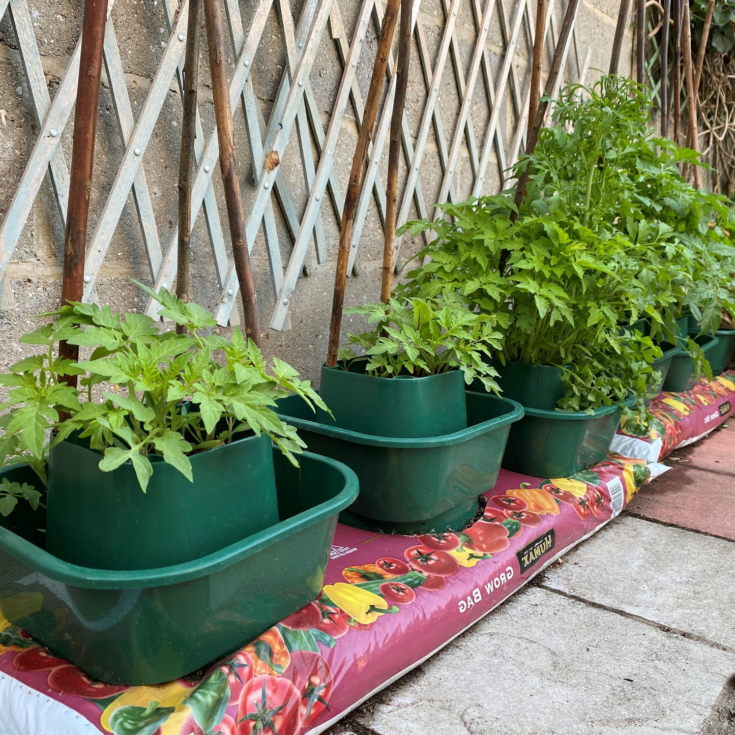 Tomato & Vegetable Growbag Pots - Pack of 6