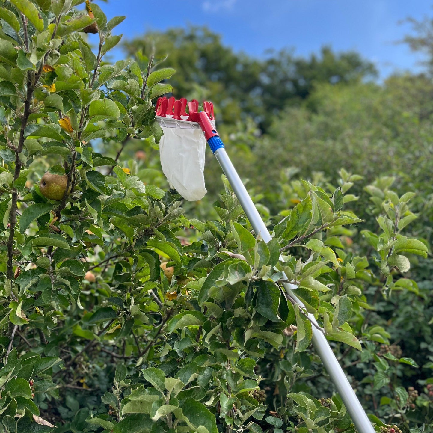 Deluxe Lightweight Telescopic Apple & Fruit Picker