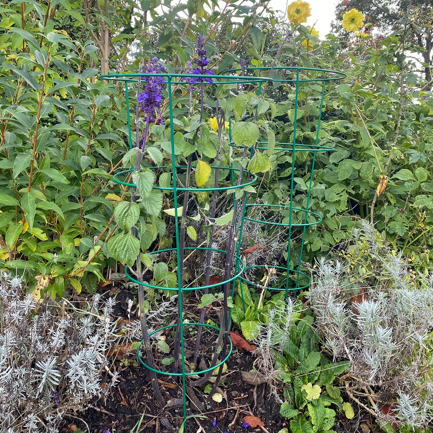 Pack of 5 Conical Garden Plant Support Rings (75cm) Tomato Flower