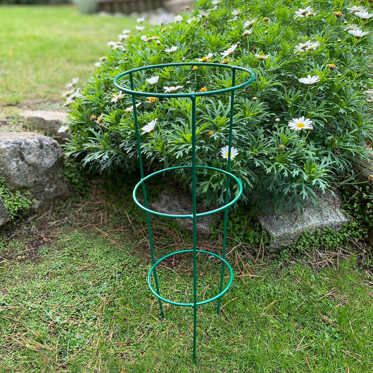 Pack of 5 Conical Garden Plant Support Rings (48cm) Tomato Flower