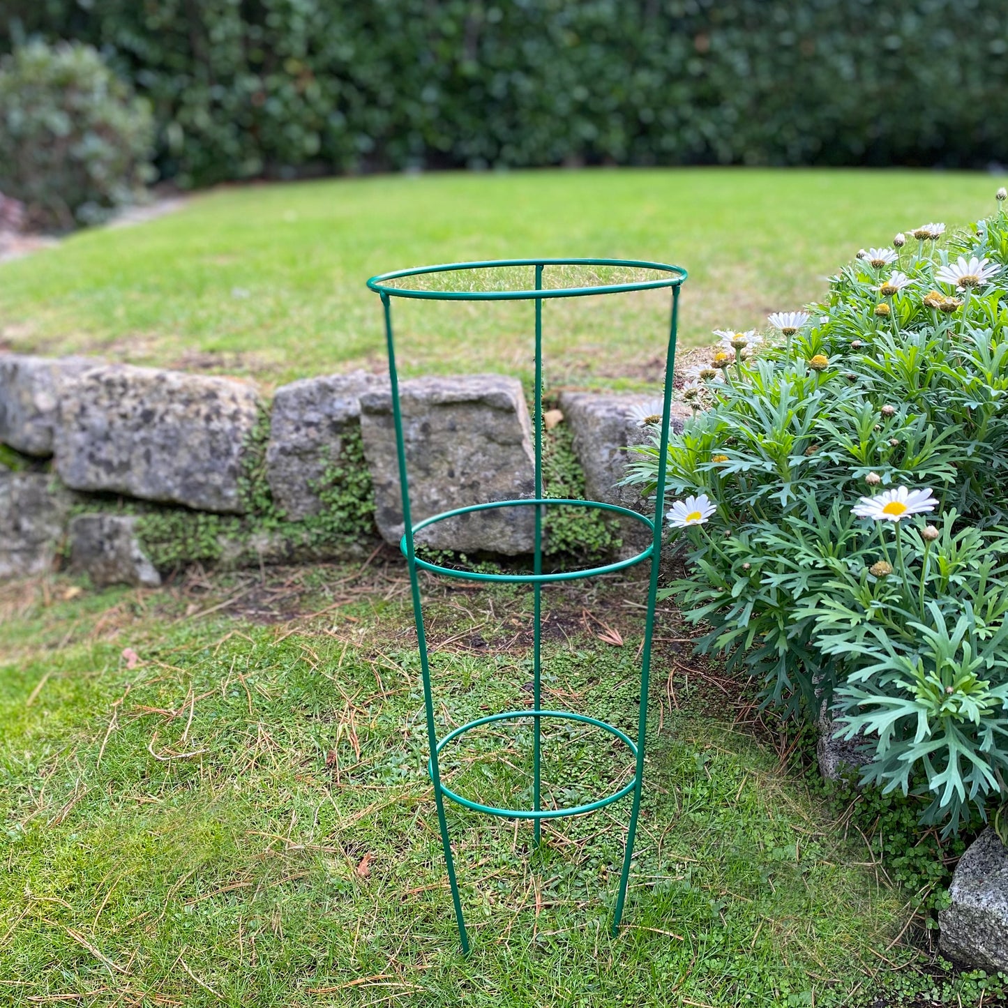 Pack of 5 Conical Garden Plant Support Rings (48cm) Tomato Flower
