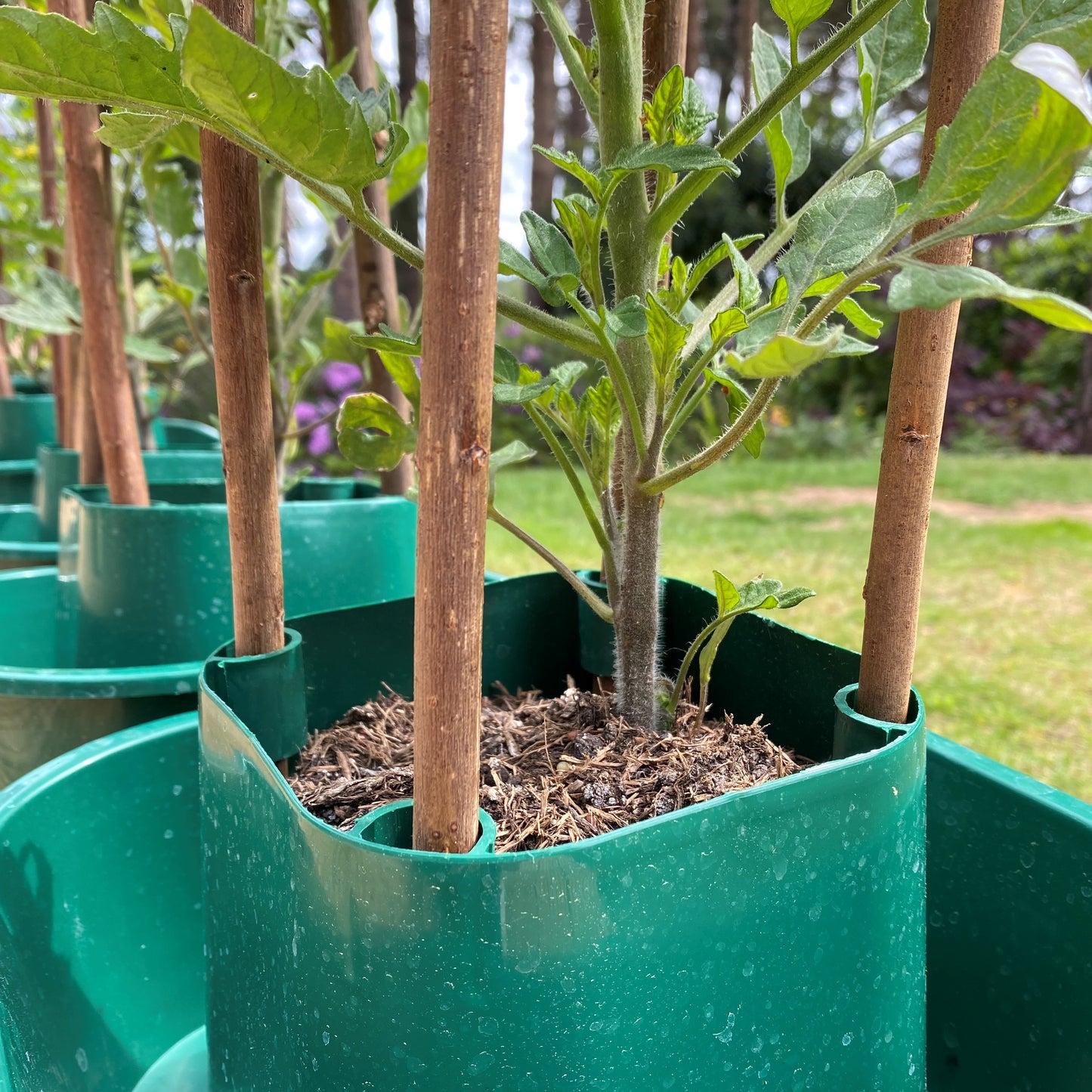 Willow Pea & Bean Garden Plant Support Sticks (120cm) - Pack of 40