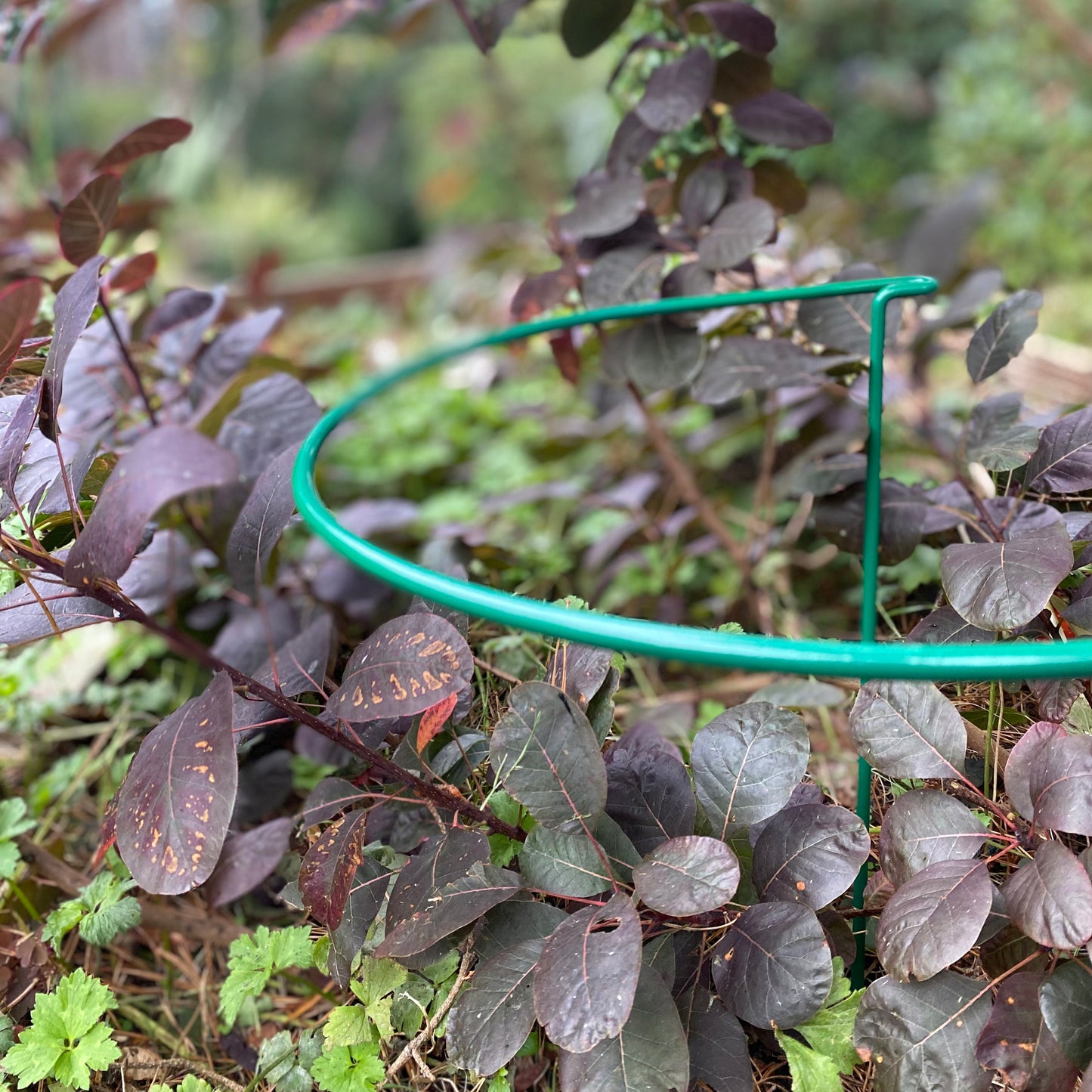 Garden Hoop Plant Bow Support System 30cm x 45cm (Pack of 4)