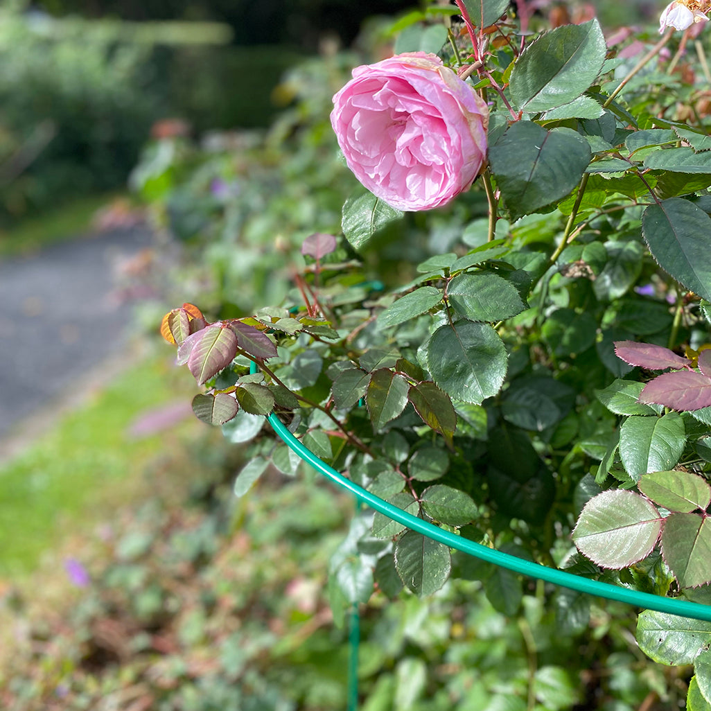 Garden Hoop Plant Bow Support System 45cm x 60cm (Pack of 6)
