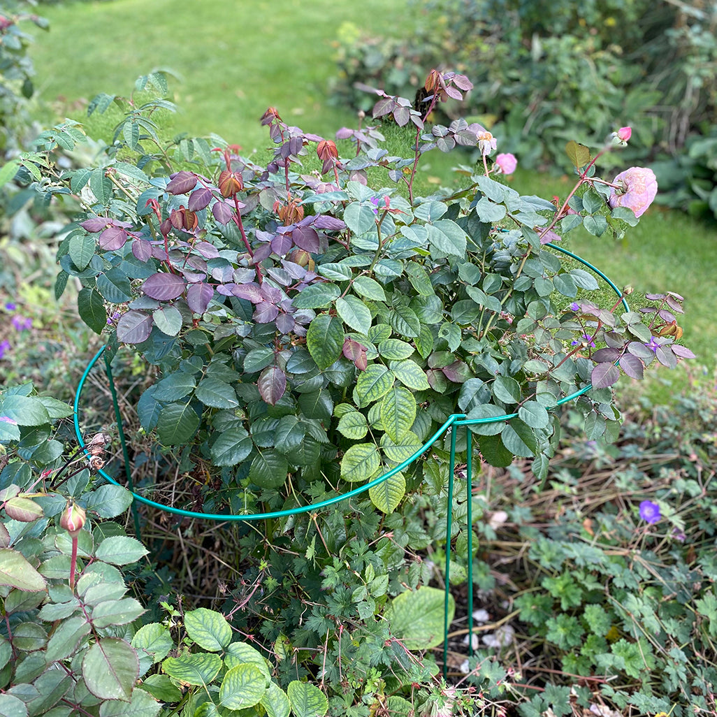 Garden Hoop Plant Bow Support System 52cm x 90cm (Pack of 6)