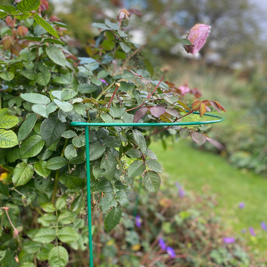 Garden Hoop Plant Bow Support System 52cm x 90cm (Pack of 6)