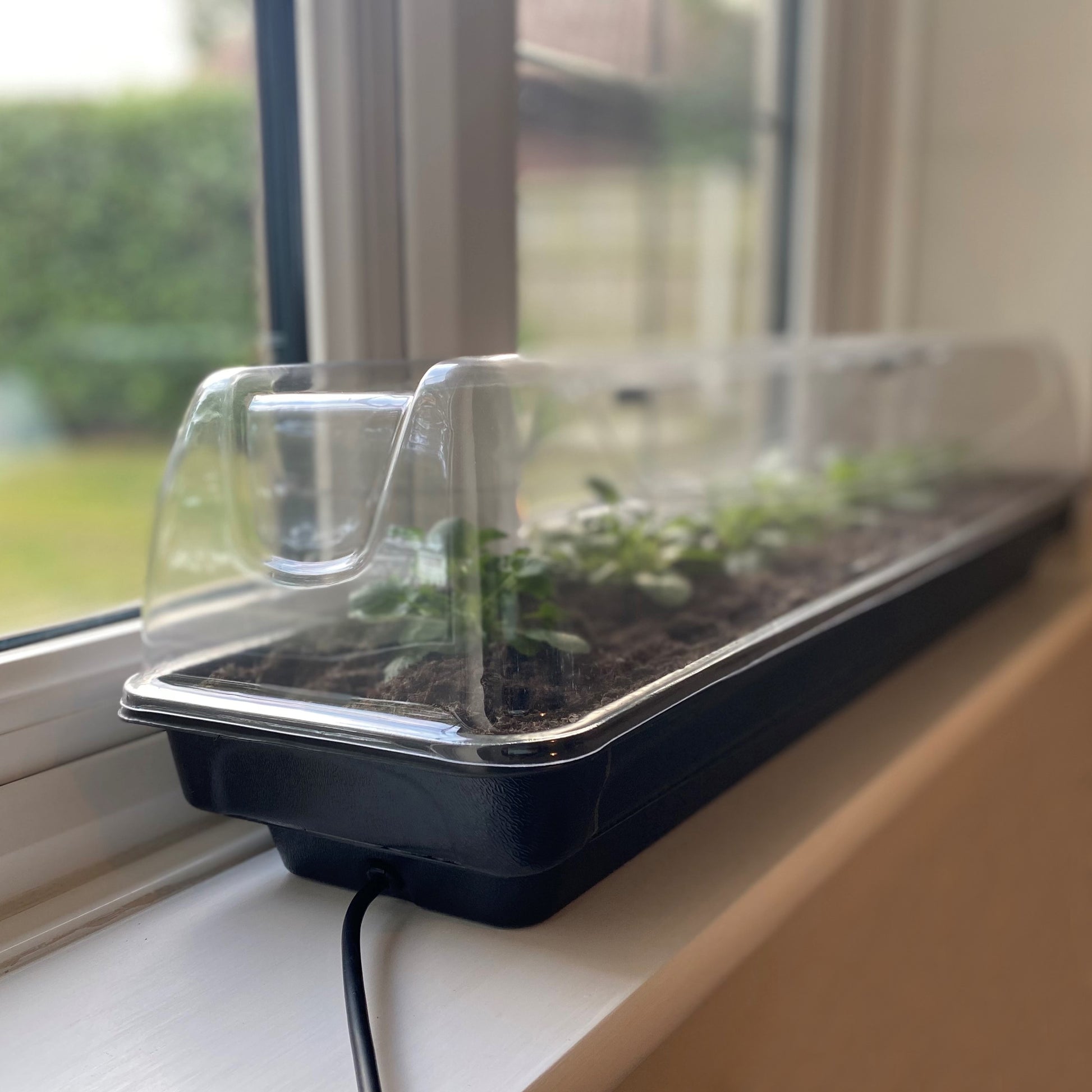 A jumbo windowsill heated plant propagator with a clear lid, containing soil and seedlings, placed on a windowsill.