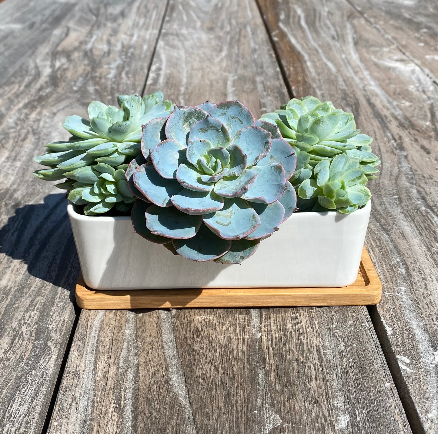 White Succulent and Cactus Trough Plant Pots (Set of 2)