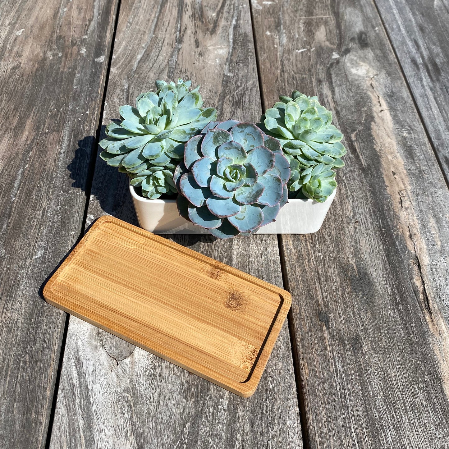 White Succulent and Cactus Trough Plant Pot