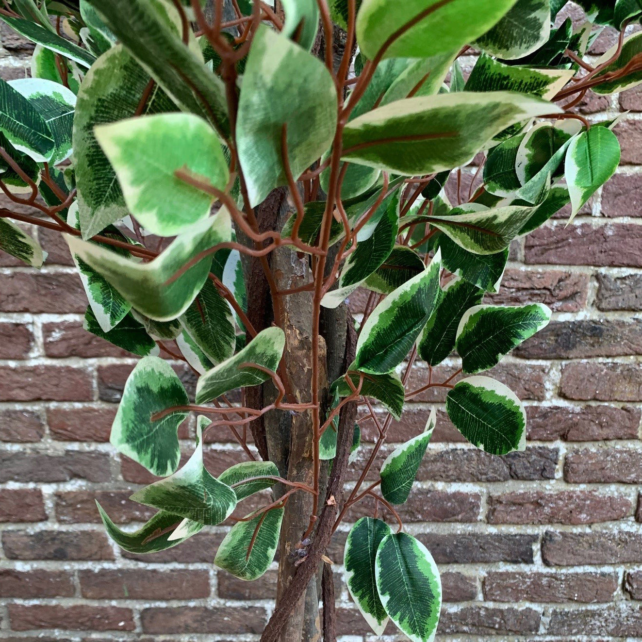 Set of 2 Artificial Topiary Ficus Fig Trees (120cm)