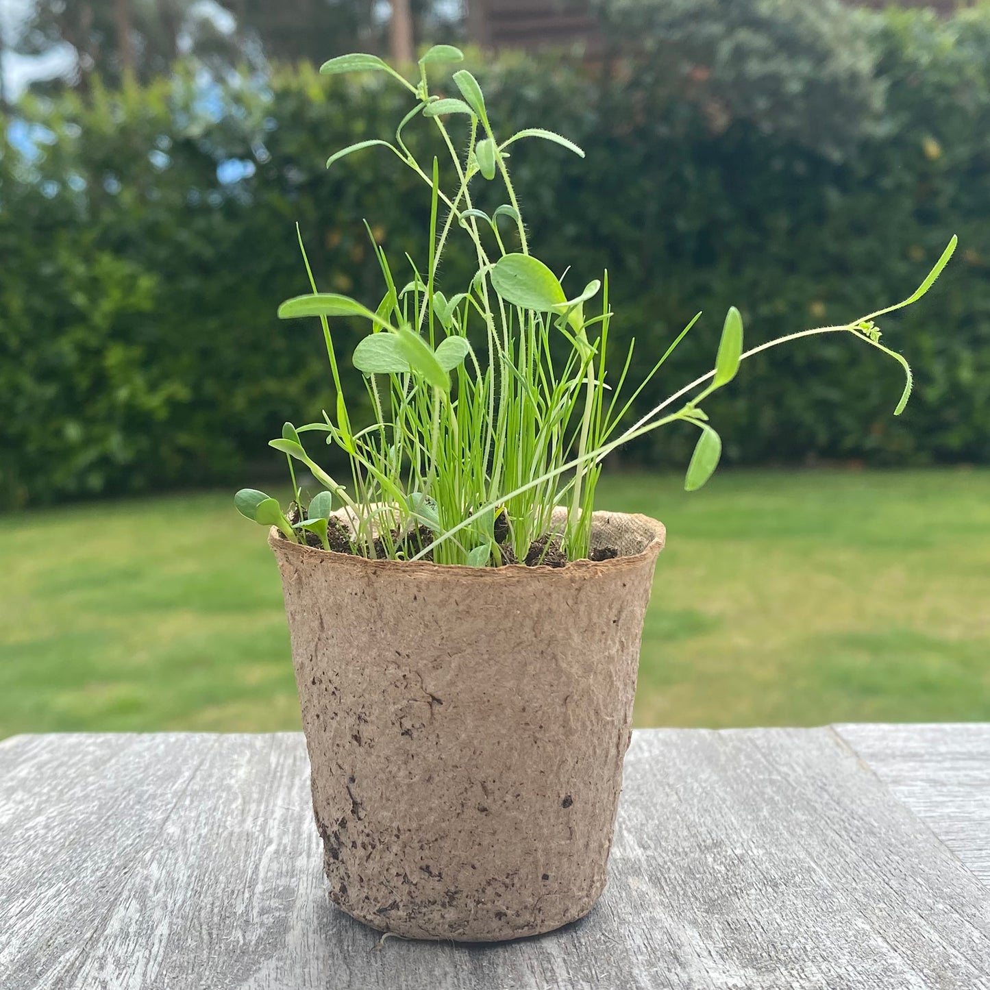 144 x 5cm Round Fibre Biodegradable Plant Pots & Handheld Seed Dispenser