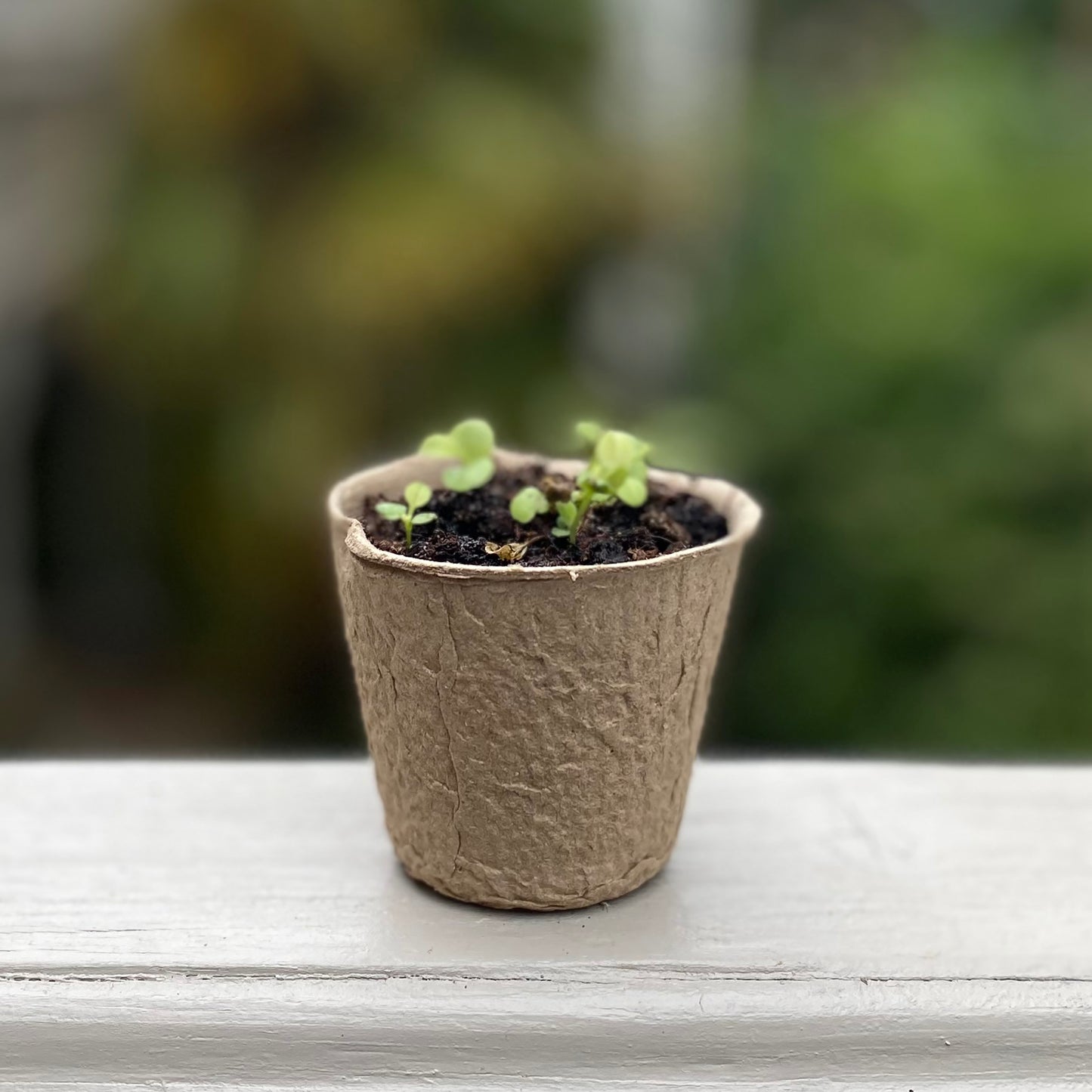 144 x 5cm Eco Round Fibre Biodegradable and Compostable Plant Pots