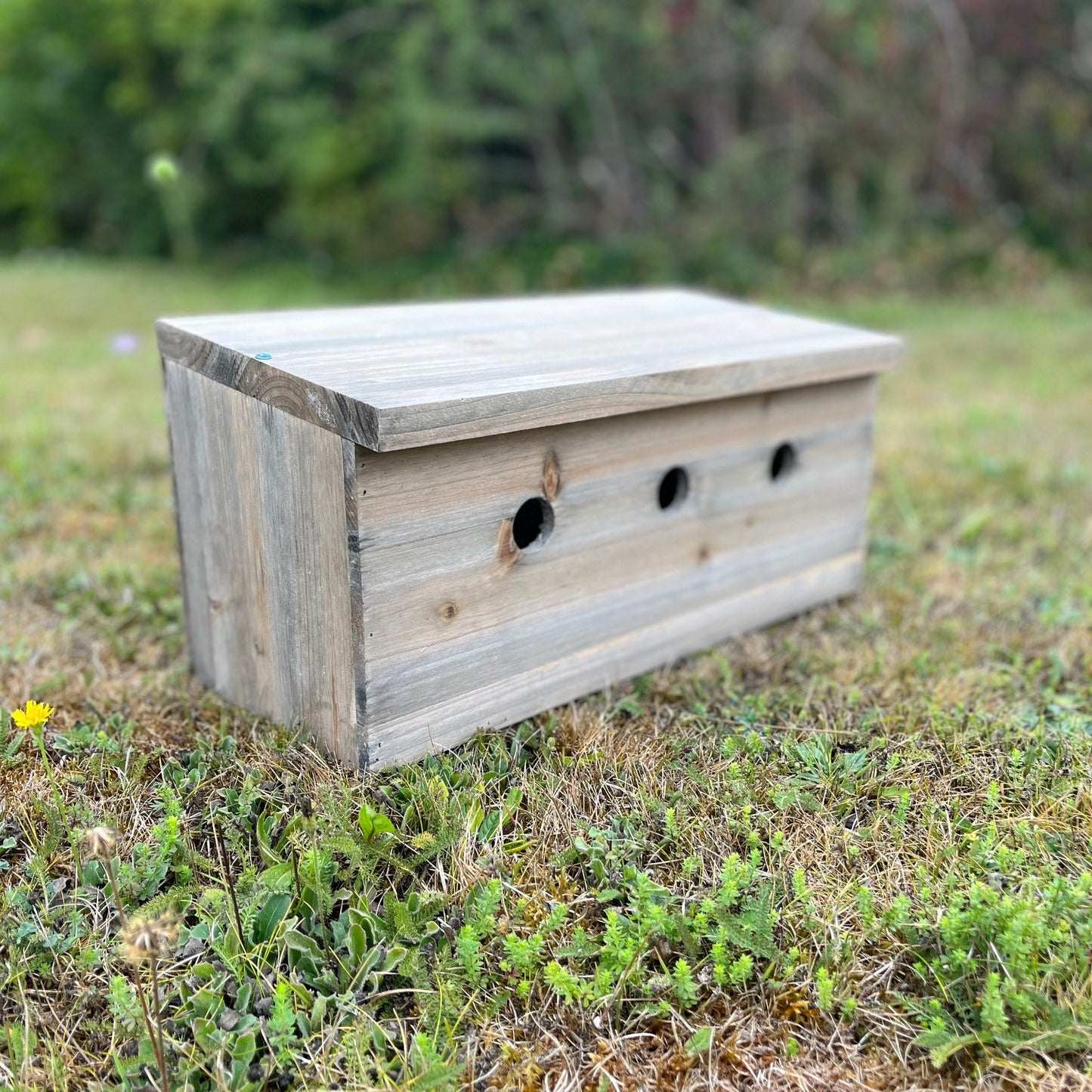 Sparrow Colony Terrace Wooden Nesting Boxes (Set of 2)