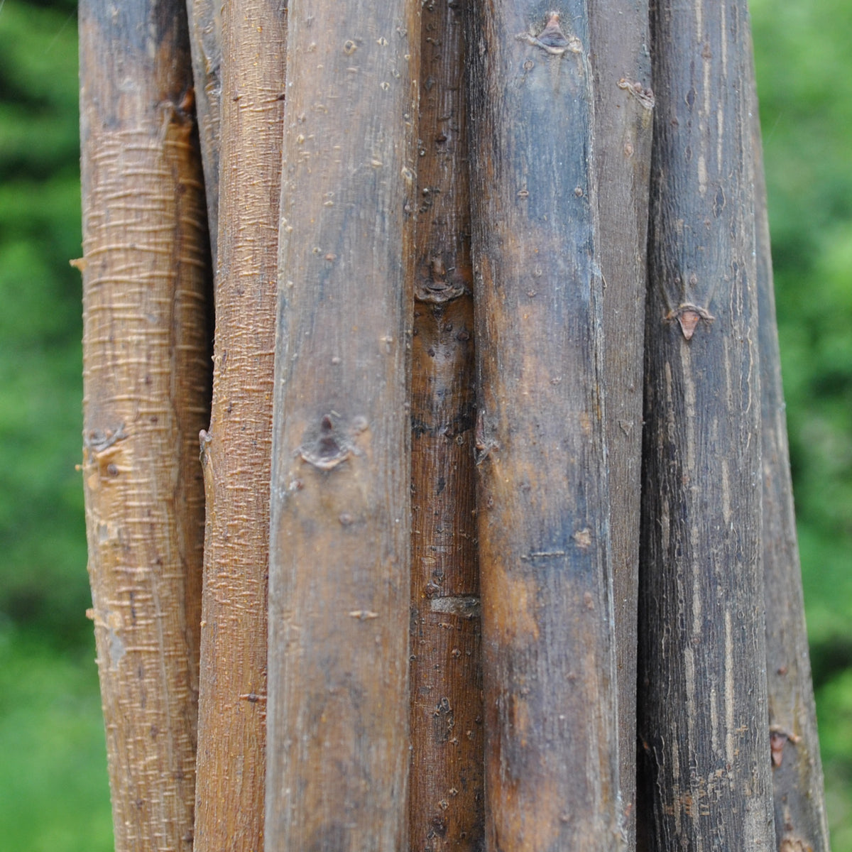 Willow Pea & Bean Garden Plant Support Sticks (120cm) - Pack of 20