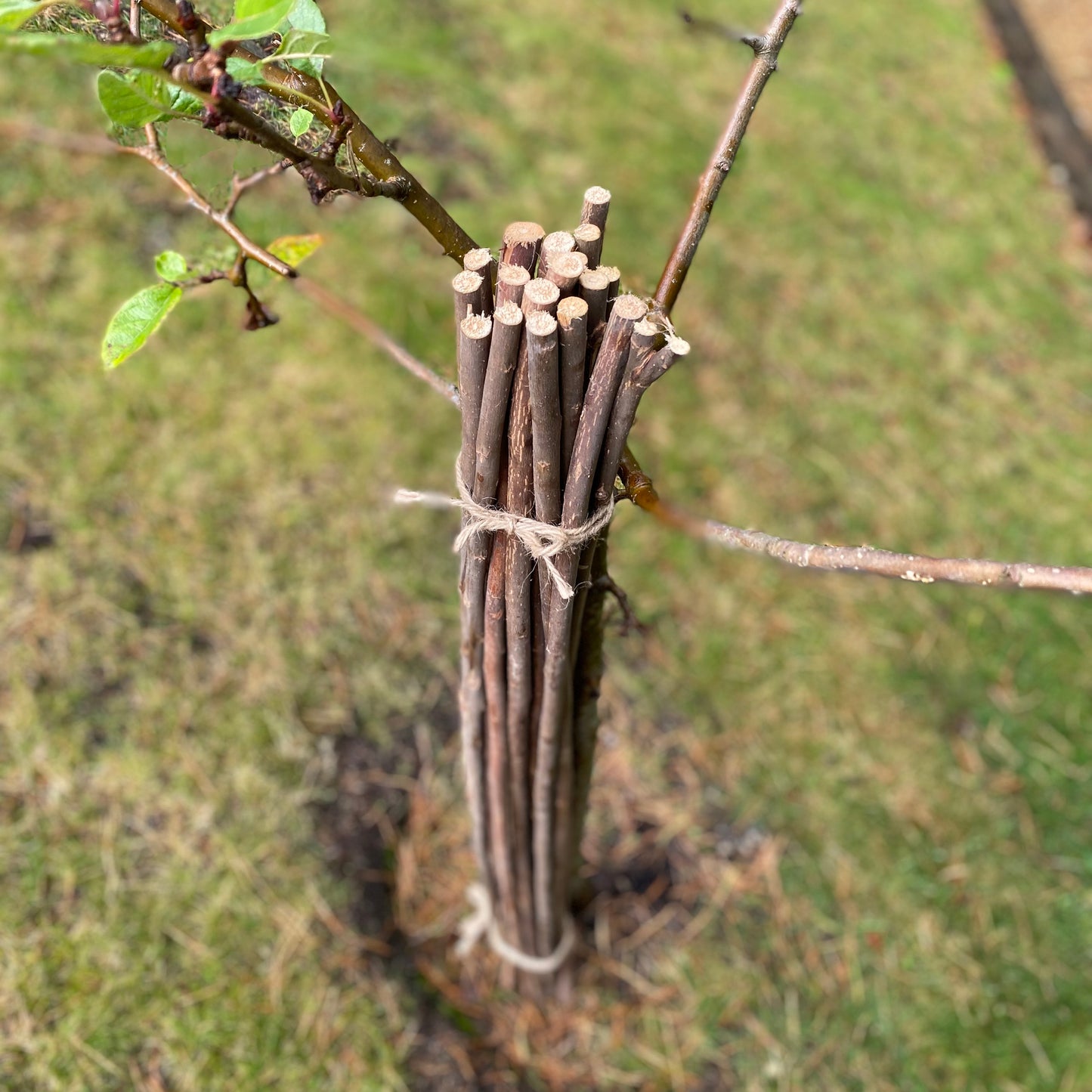 Willow Pea & Bean Garden Plant Support Sticks (120cm) - Pack of 20