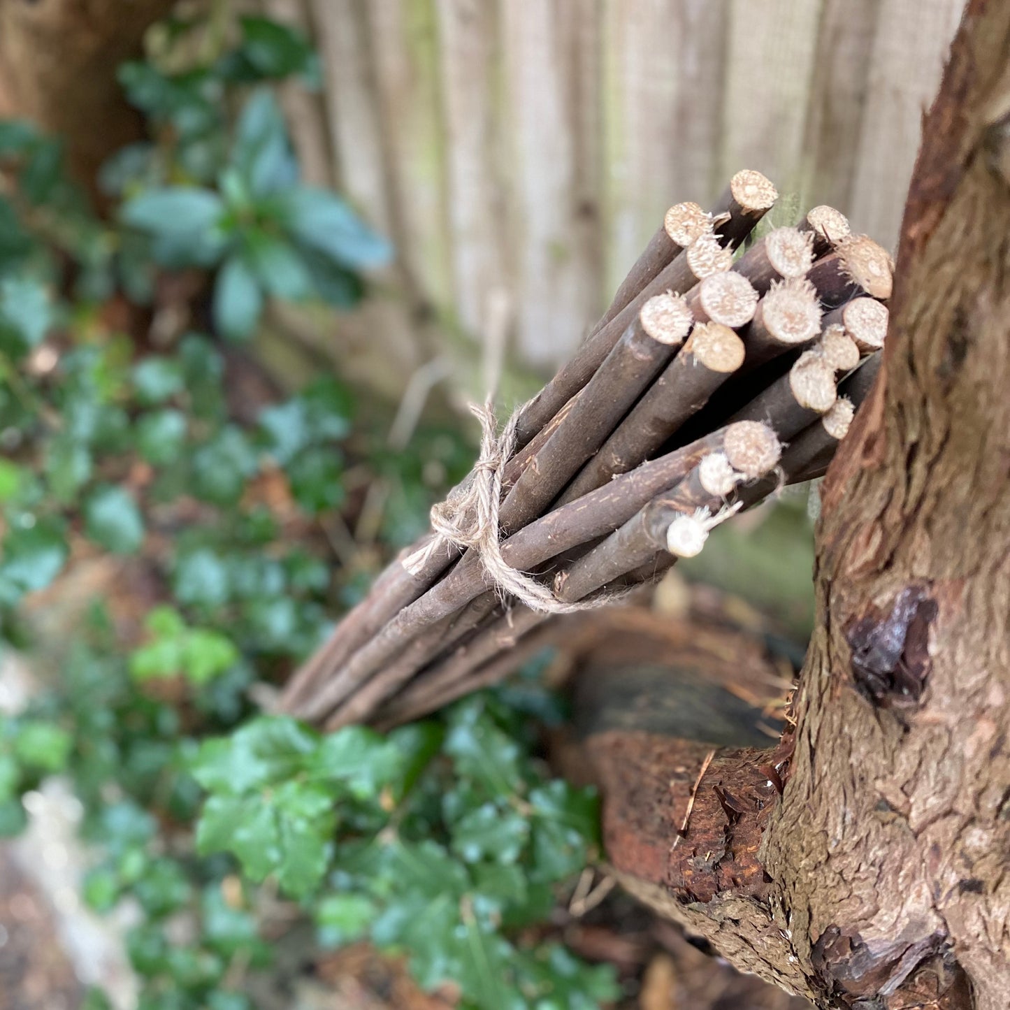 Willow Pea & Bean Garden Plant Support Sticks (90cm) - Pack of 40