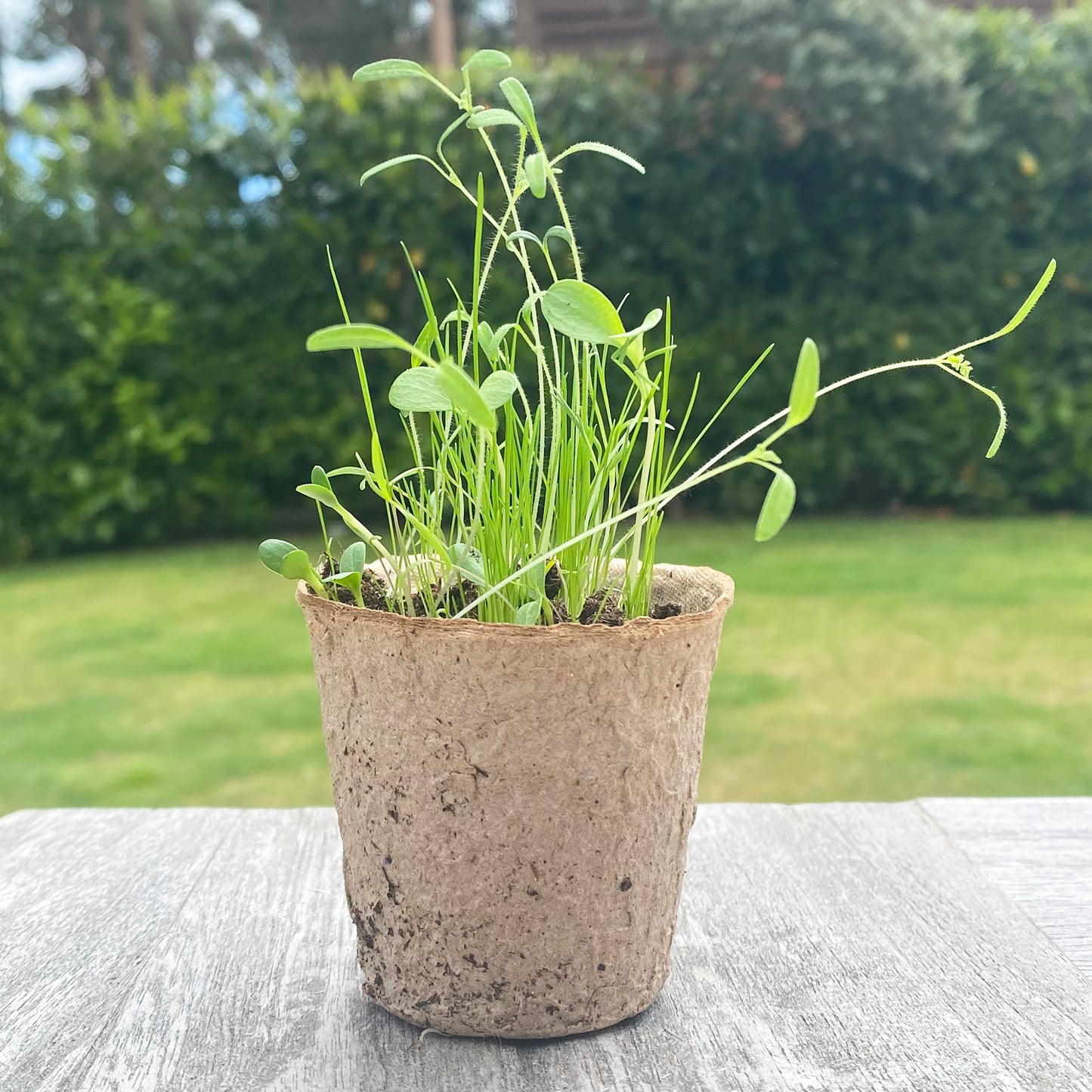 144 x 7cm Eco Round Fibre Biodegradable and Compostable Plant Pots