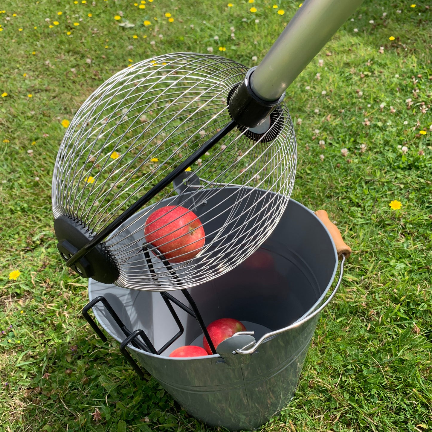 Telescopic Apple Collector with Bucket Clip