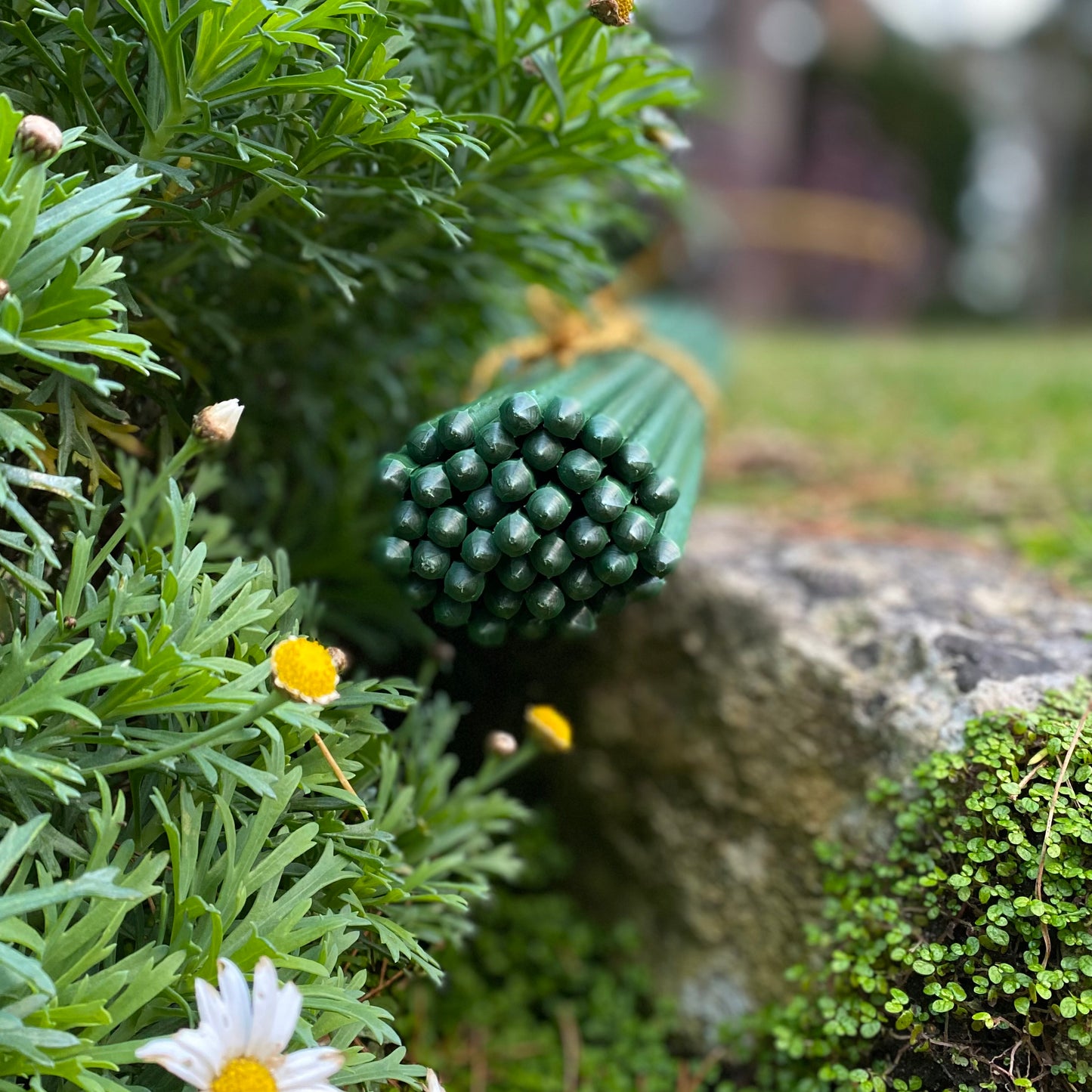 Plastic Coated Metal Garden Plant Support Sticks (60cm) - Pack of 40