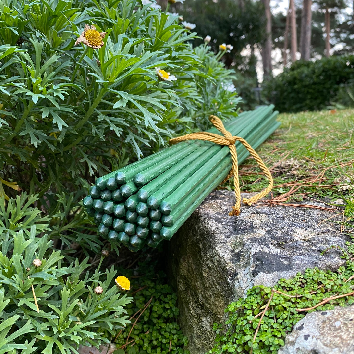 Plastic Coated Metal Garden Plant Support Sticks (60cm) - Pack of 40
