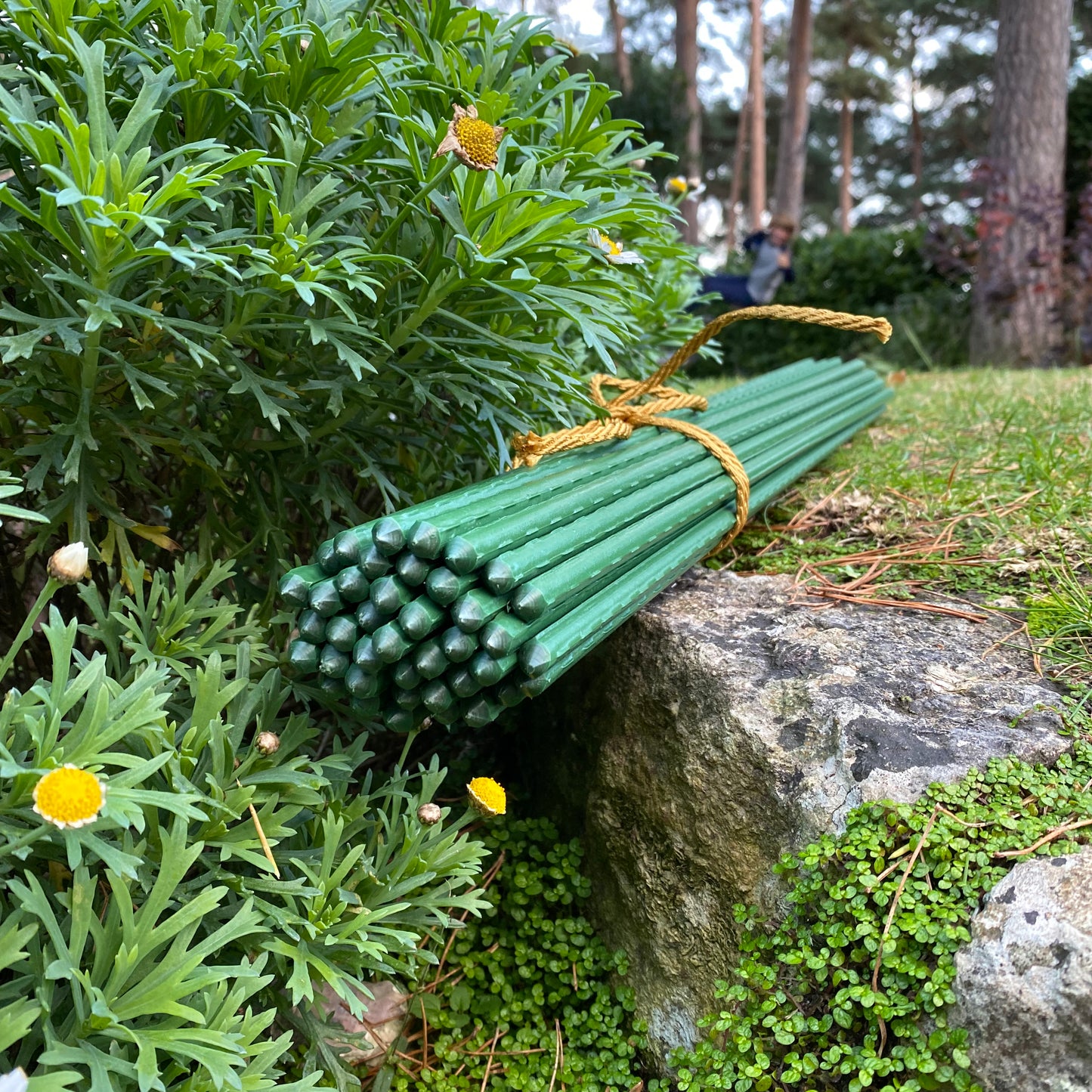 Plastic Coated Metal Garden Plant Support Sticks (60cm) - Pack of 40