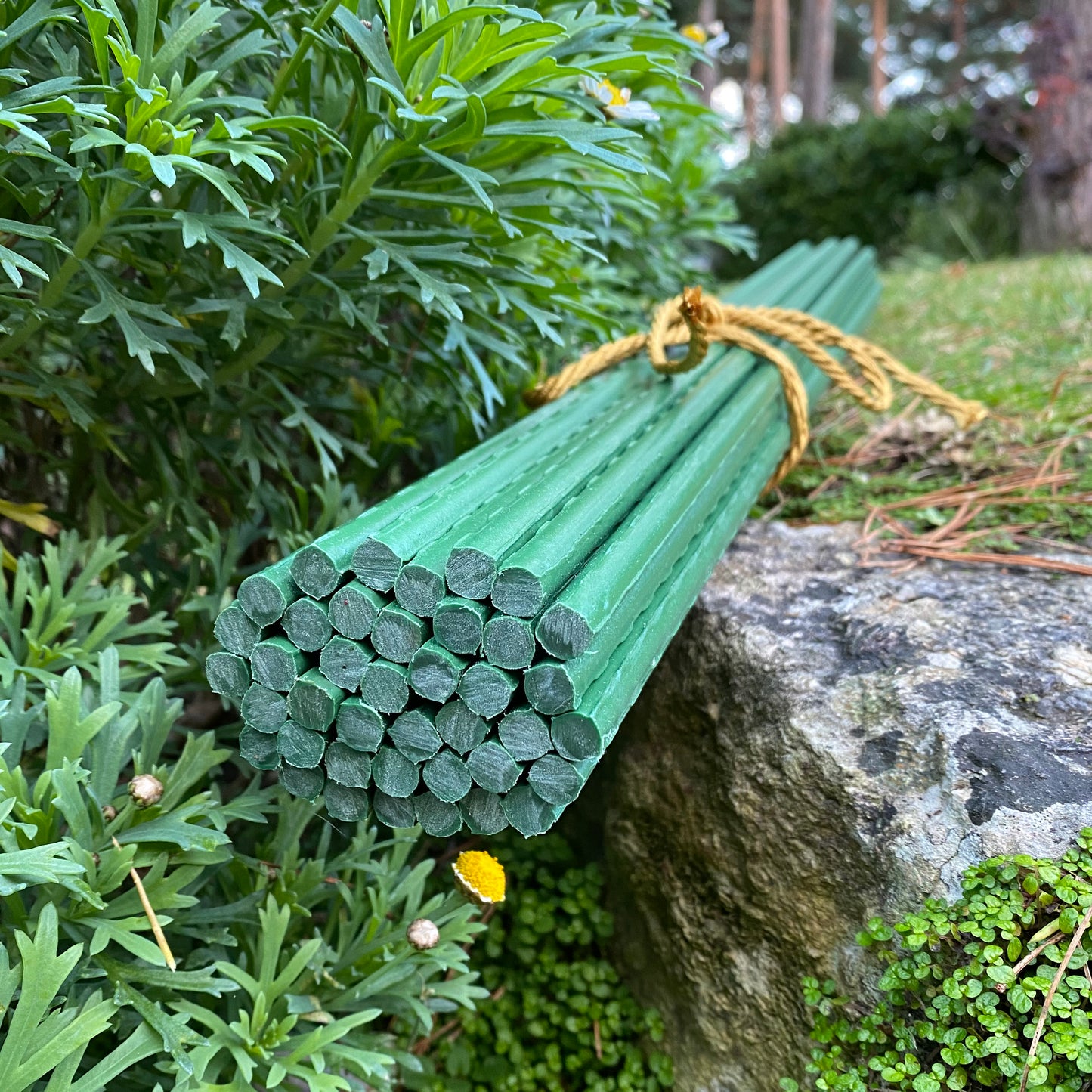 Plastic Coated Metal Garden Plant Support Sticks (60cm) - Pack of 40