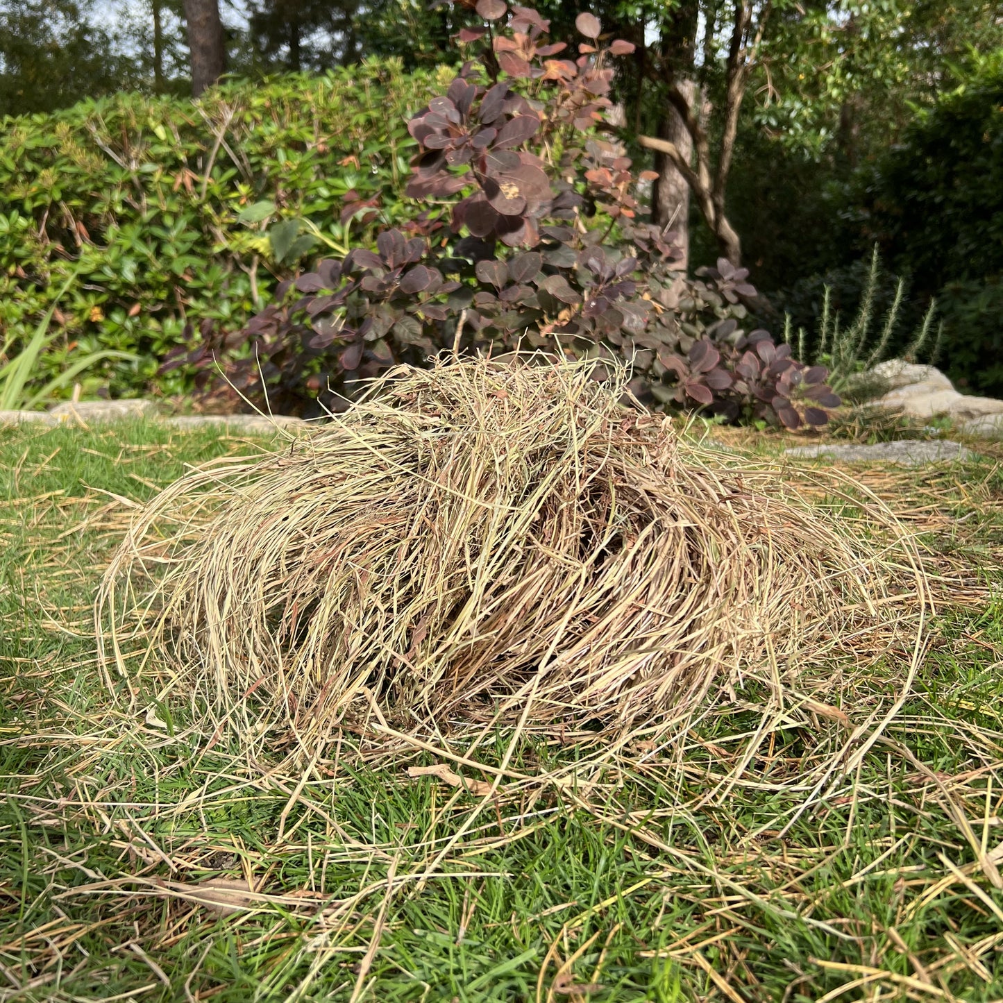 Hedgehog House Nesting Material