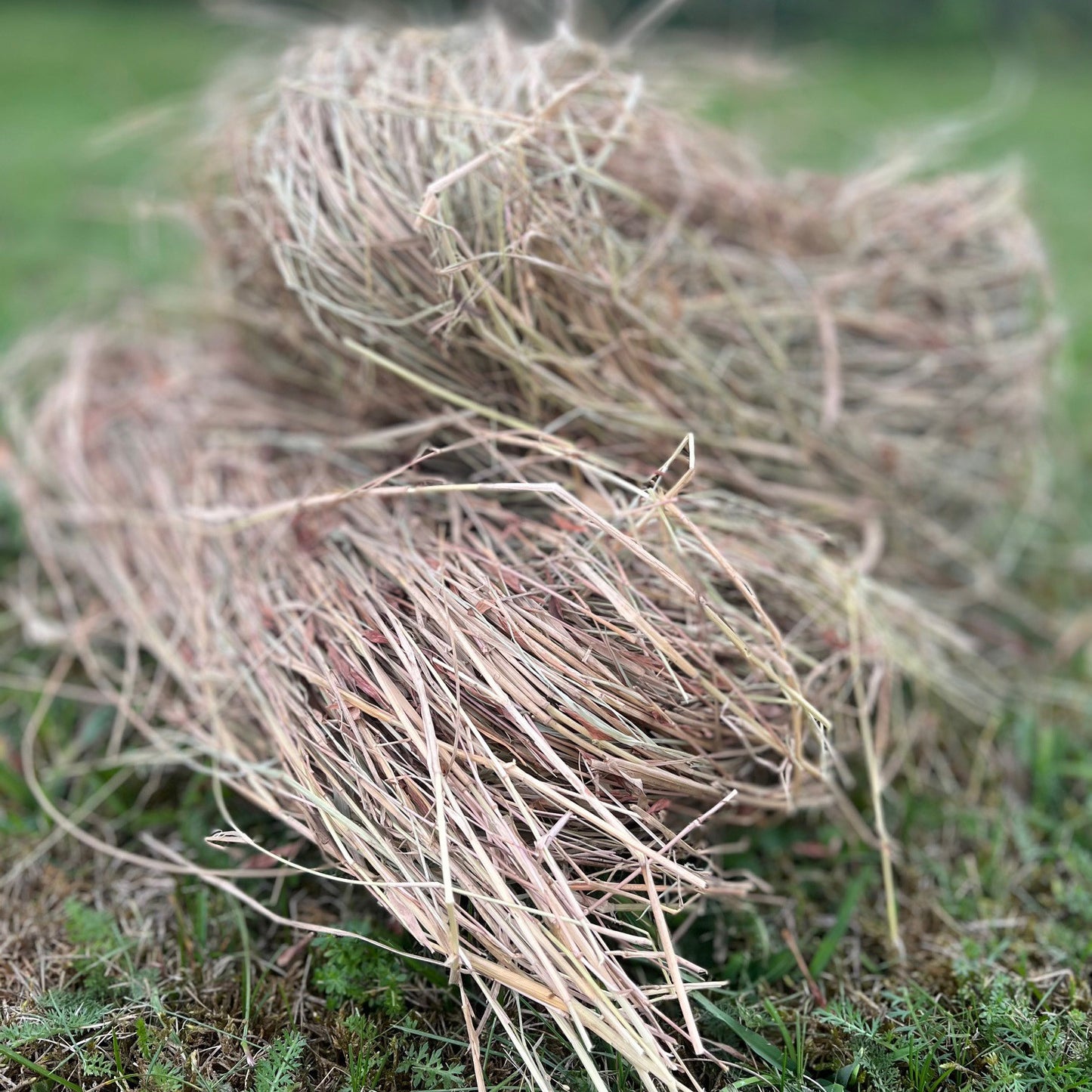 Hedgehog House Nesting Material