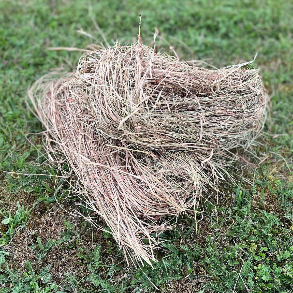 Hedgehog House Nesting Material