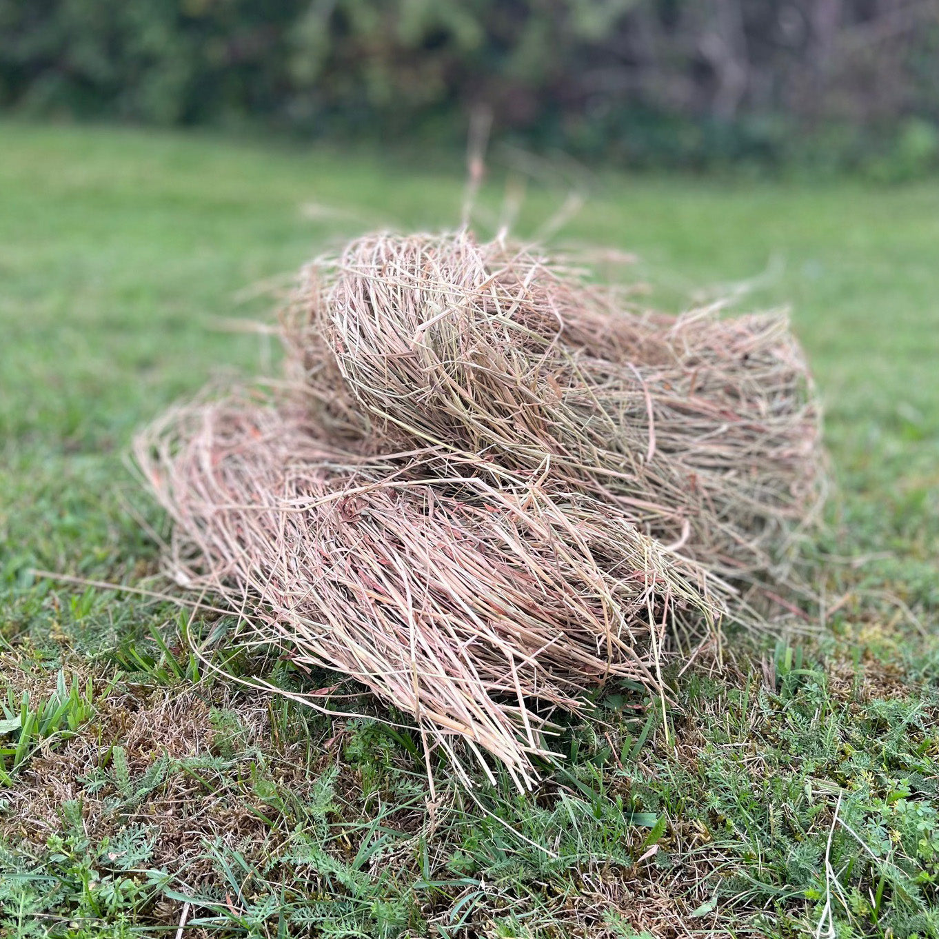 Hedgehog House Nesting Material