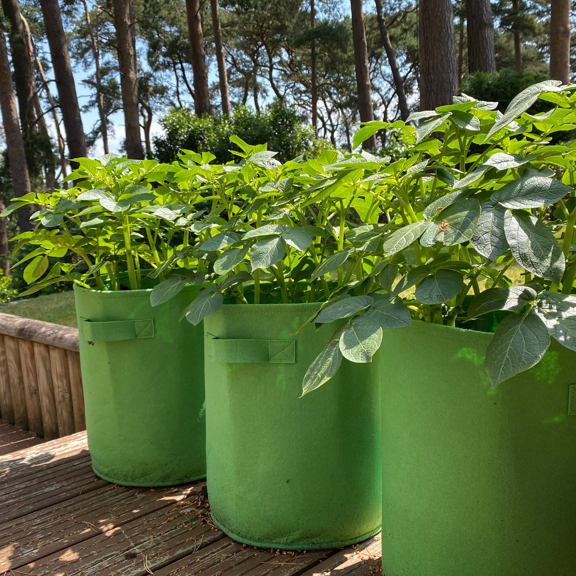 Three green non-woven aeration fabric pots filled with potato plants, placed on a wooden deck.