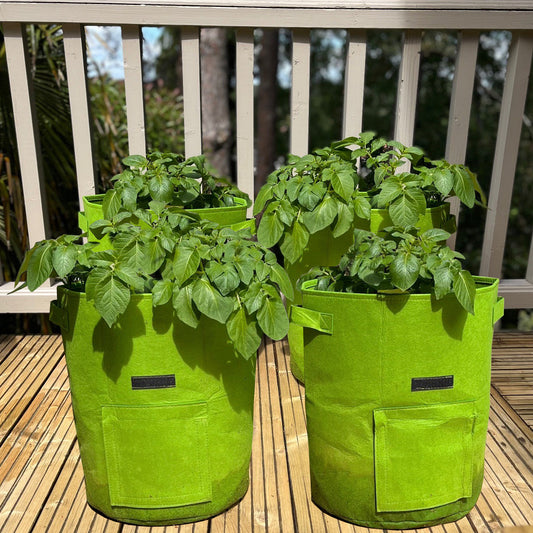 Two green potato planter grow bags with plants growing inside, placed on a wooden surface with a railing in the background.