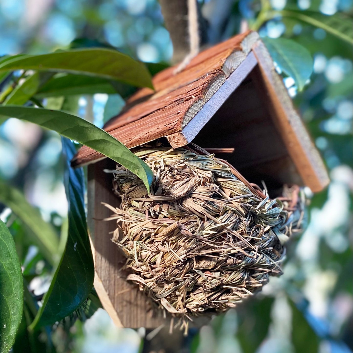 Woven House Martin Bird Nesters with Wooden Roof (Set of 2)