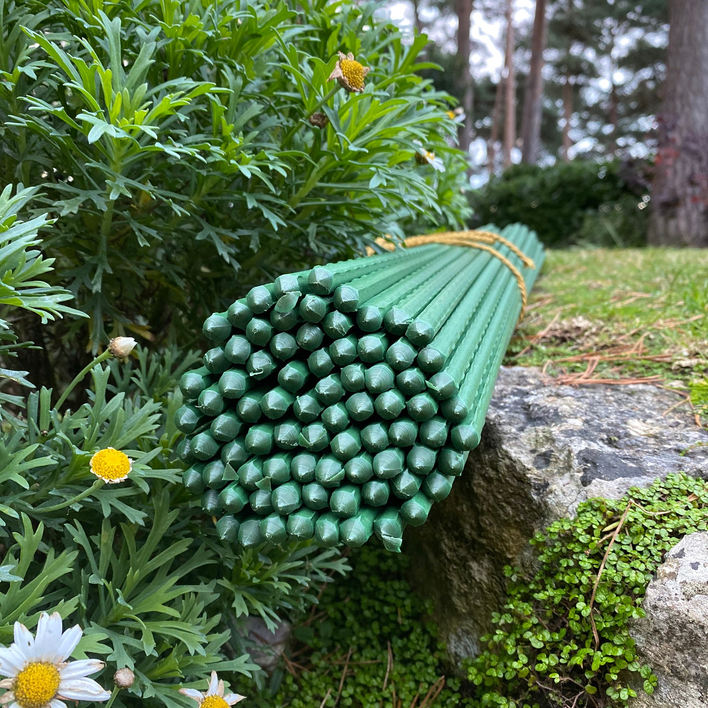 Plastic Coated Metal Garden Plant Support Sticks (60cm) - Pack of 80