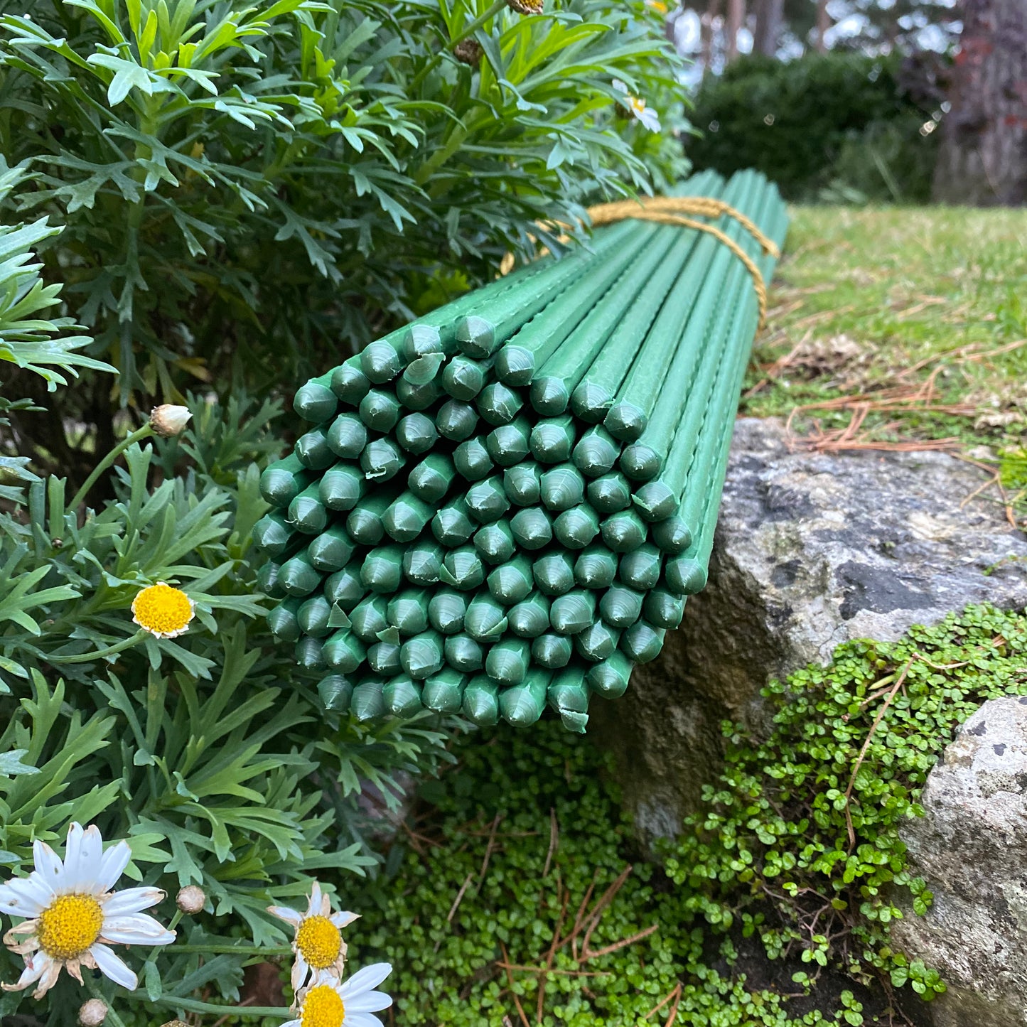 Plastic Coated Metal Garden Plant Support Sticks (60cm) - Pack of 80