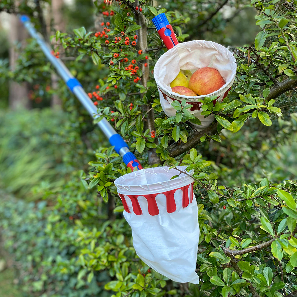 A telescopic apple and fruit picker with a white basket attached to an extending aluminium pole, shown picking apples from a tree.