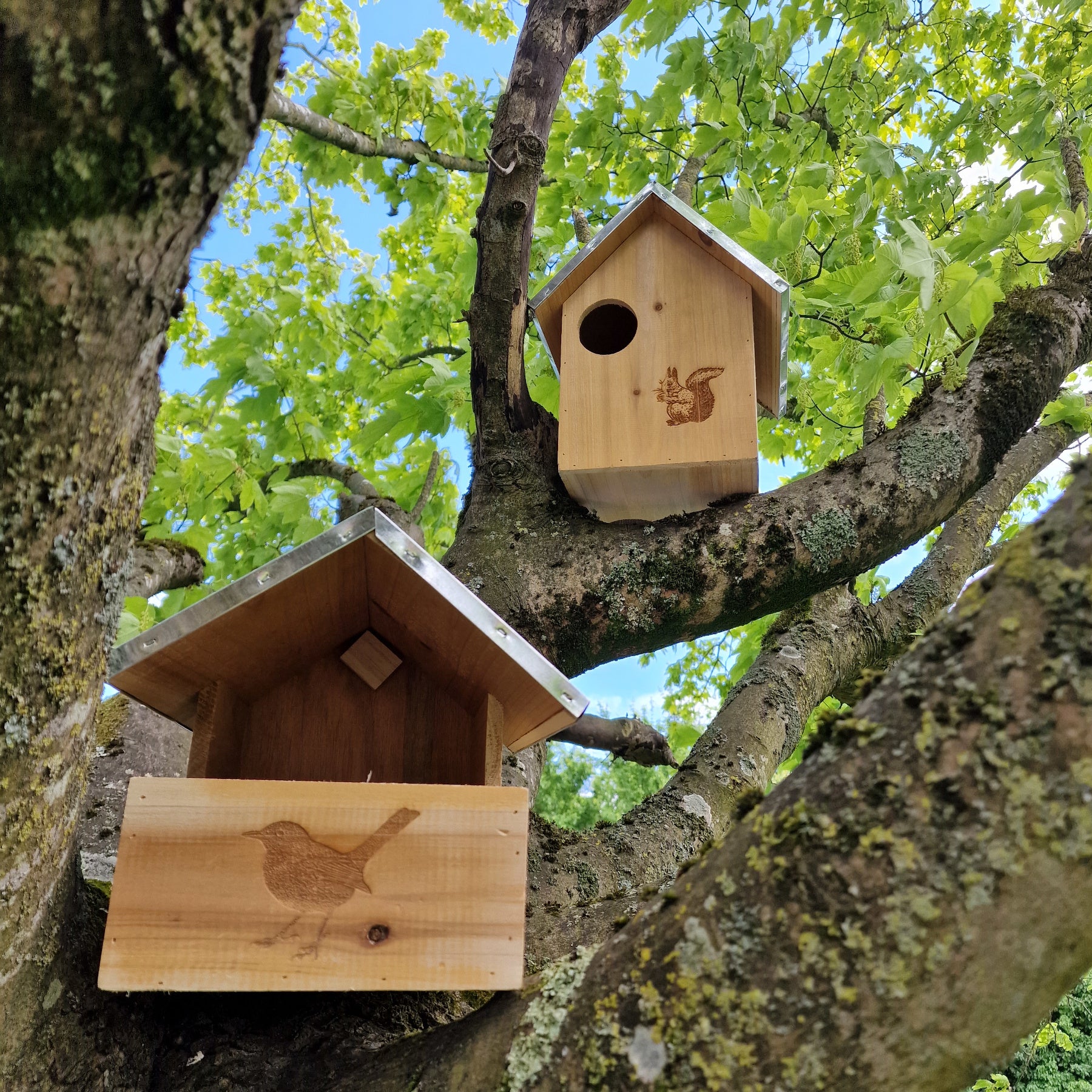 Two wooden nest boxes, one designed for squirrels with a silhouette of a squirrel, and one for birds with a silhouette of a blackbird, mounted on a tree.