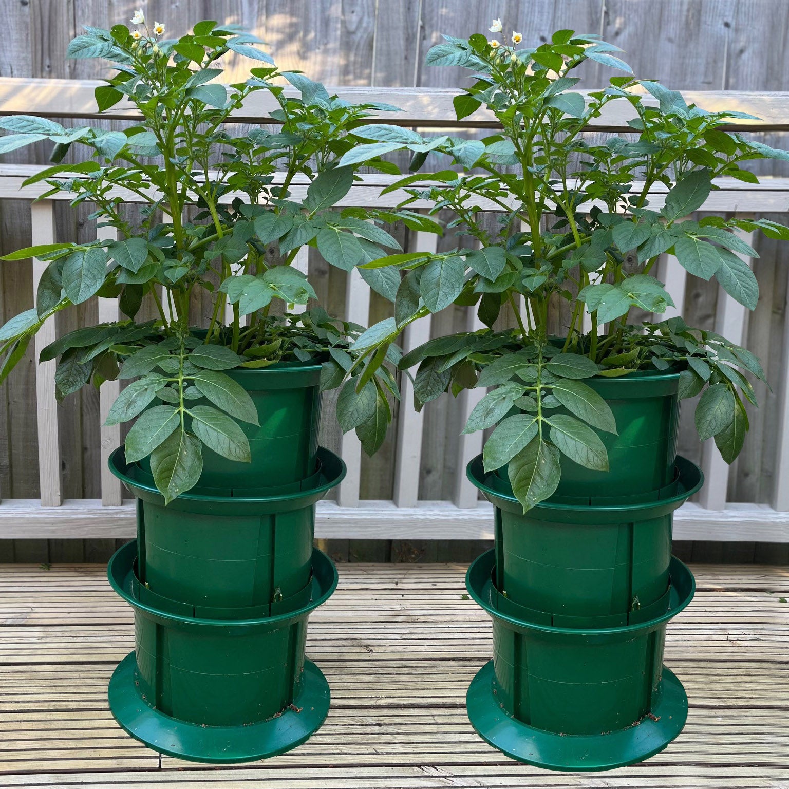 Platform Potato Growing Pot Planters (Pack of 2)
