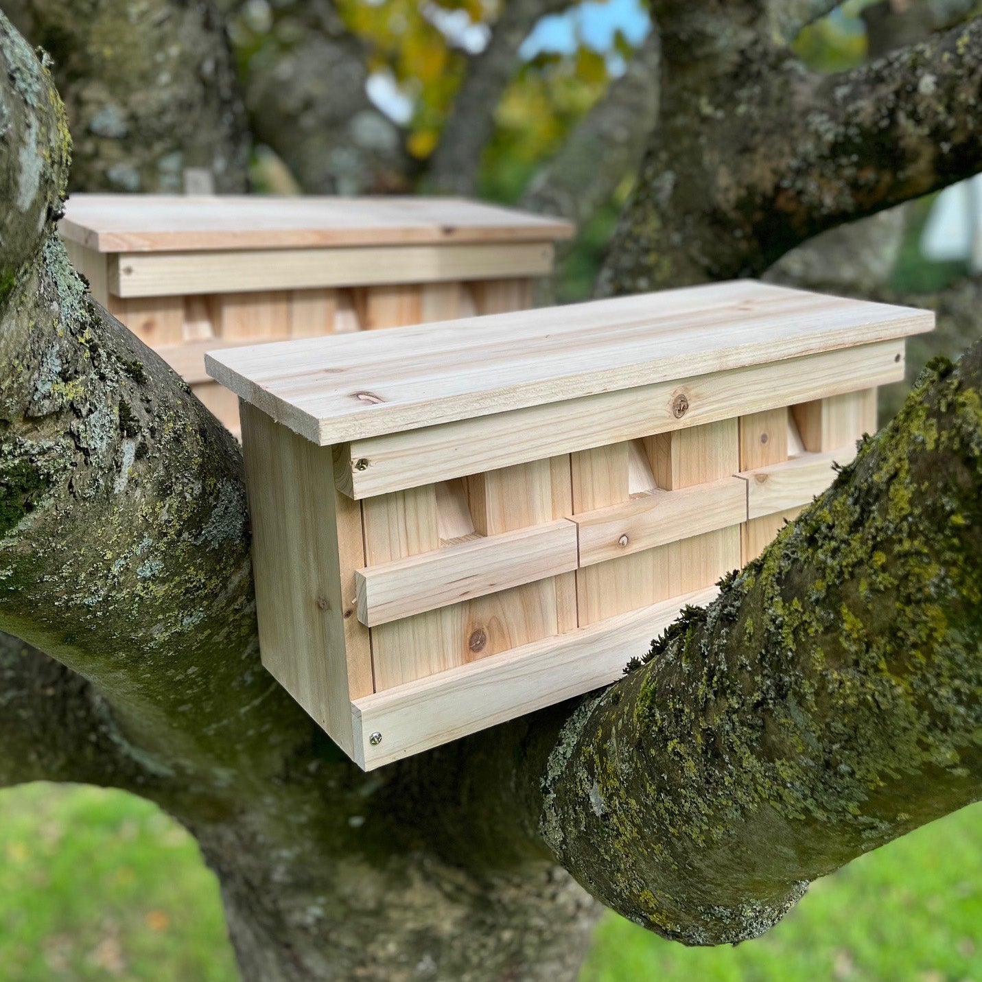 A wooden nesting box with multiple compartments, mounted on a tree branch.
