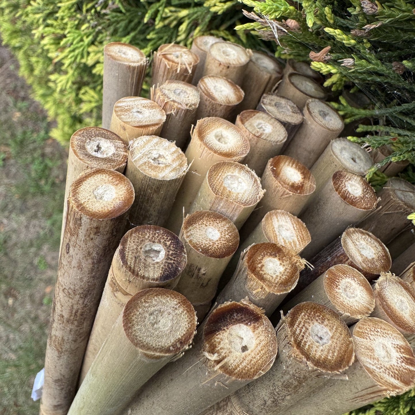 Bamboo Climbing Garden Plant Support Cane Sticks (160cm) - Pack of 40