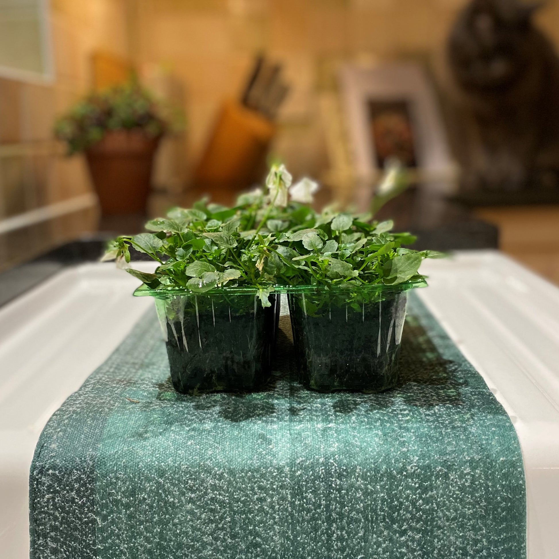 A green capillary matting roll used for watering plant pots, with several pots placed on top of the mat.