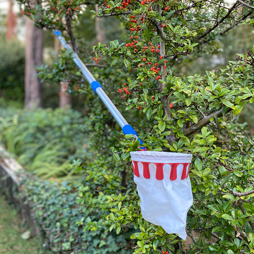 A telescopic fruit picker in use, with an extendable aluminum handle and a white basket attached to it, hanging from a tree branch.