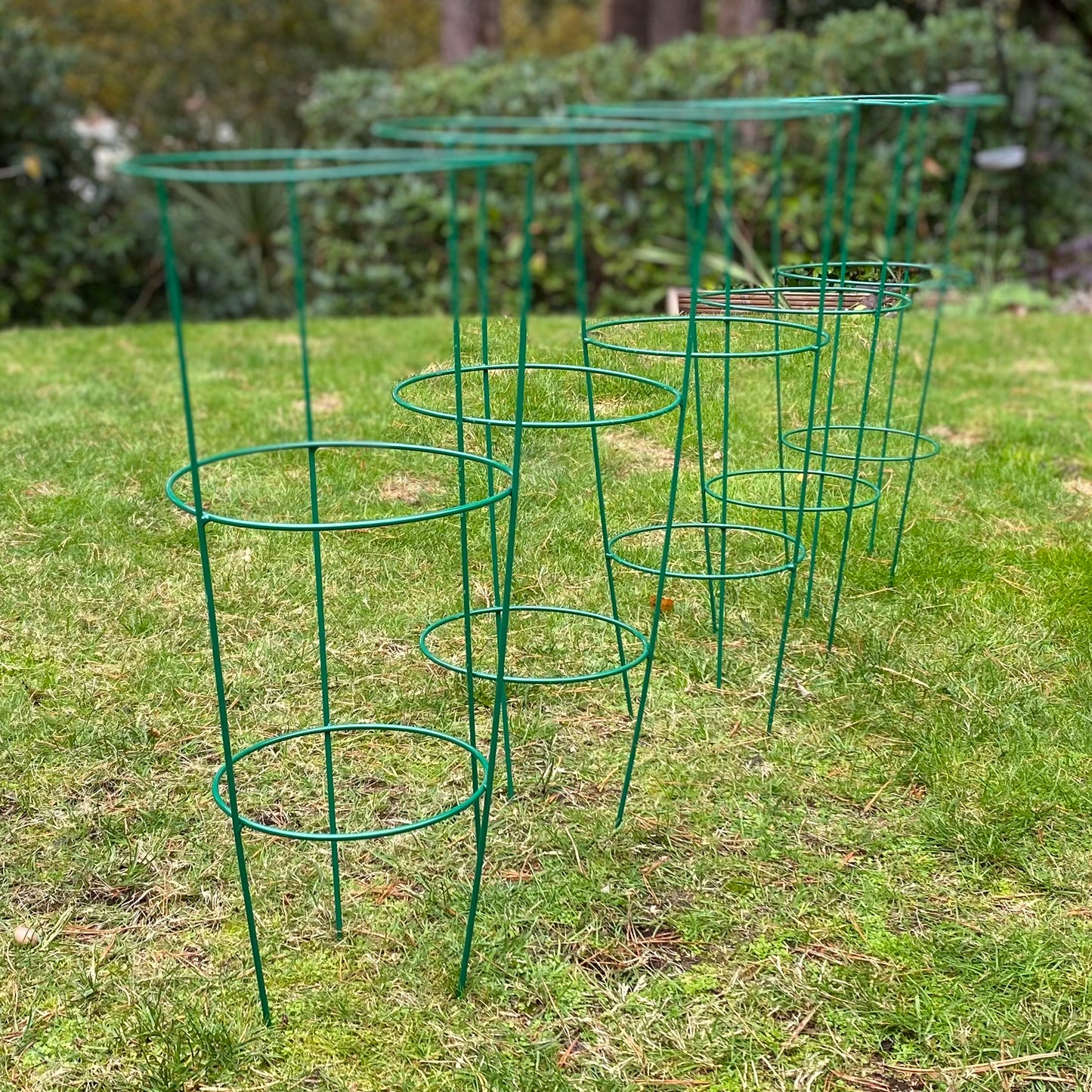 A set of five green conical metal plant support rings on a grassy lawn.