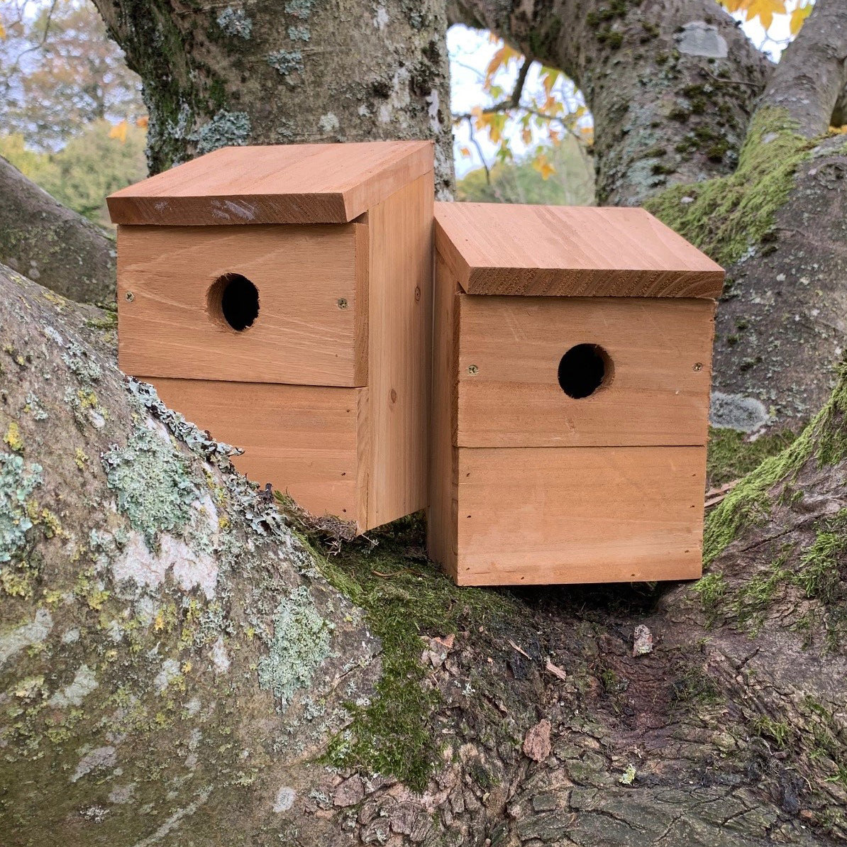 Two wooden birdhouses with multiple holes on a tree branch.