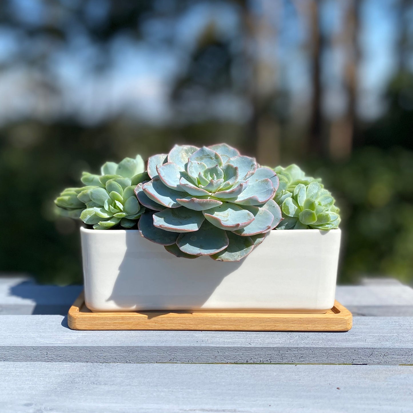 A white ceramic plant pot filled with succulent plants, placed on a wooden potholder, set outdoors with a blurred background.