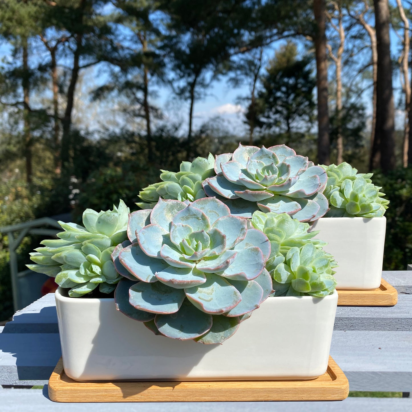 Two white ceramic plant pots with a gloss finish, filled with green succulent plants, placed on wooden potholders.