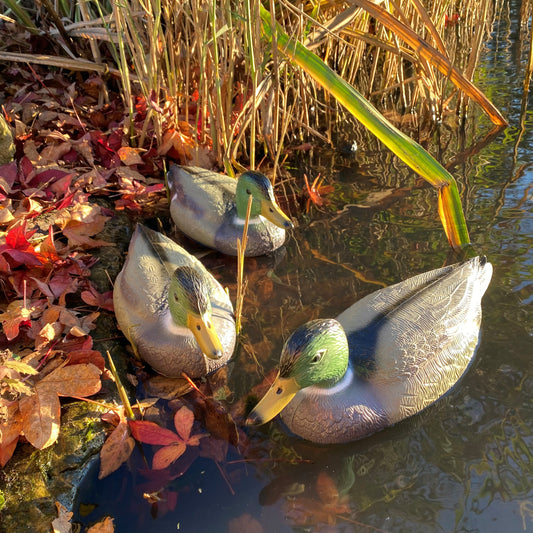 Three replica Mallard ducks floating on water surrounded by autumn leaves and reeds.