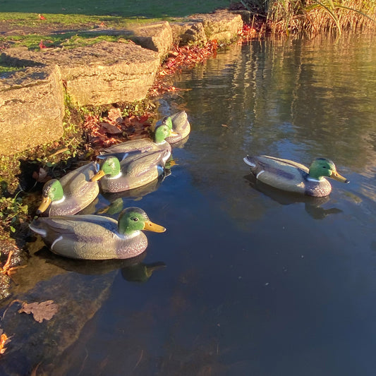 A set of six plastic Mallard duck decoys floating on a pond, designed to look realistic with green heads and grey bodies.